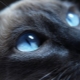 Pisica se reproduce cu ochi albaștri