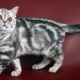 Breeds of marble cats