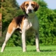 Medium-sized dog breeds: general features, types with a description, selection, care