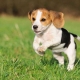 Beagle-maten: gewicht en lengte van honden per maand