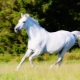 Sorte i značajke trčanja konja