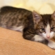 Sviluppo e mantenimento di un gattino a 3 mesi