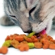 Évaluation de la nourriture pour chats