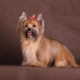 Krievu salonu suns: šķirnes apraksts un kopšanas iezīmes