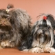 Ruski obojeni lapdogs: značajke, temperament, izbor i njega