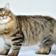 Ruské kočky: popis, plemena, výběr a nuance péče