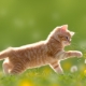 Ginger cats: how do they behave and what are they like?