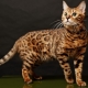Nejkrásnější kočky: nejlepší plemena