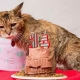 Những con mèo lâu đời nhất trên thế giới