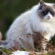 Pilkai baltos katės: išvaizdos ir elgesio ypatybių aprašymas