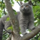 Kucing kelabu: watak dan kehalusan penjagaan
