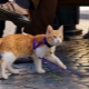 Harness untuk kucing: jenis, kehalusan pilihan dan peraturan latihan