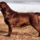 Chocolade Labrador: beschrijving, karaktereigenschappen en beste bijnamen
