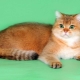 Szkockie koty o złotym kolorze: cechy i cechy opieki