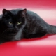 Schottische Katzen von schwarzer Farbe