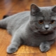Kucing lurus Scotland: penerangan baka, jenis warna dan kandungan
