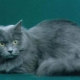 Sibiřská modrá kočka