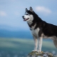 Szibériai husky: a fajta története, hogyan néznek ki a kutyák és hogyan kell gondoskodni róluk?