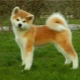 How many years do Akita Inu live and what does it depend on?