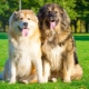Câți ani trăiesc câinii ciobănesc caucazian și de ce depinde?