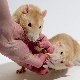 كم سنة تعيش الفئران وما الذي تعتمد عليه؟