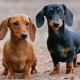 Berapa tahunkah dachshunds hidup dan bergantung pada apa?