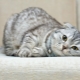 Hoe lang leven Scottish Fold-katten en waar hangt het van af?