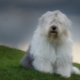 Bobtailové psy: popis starých anglických pastierskych psov, nuansy ich obsahu