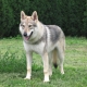 Anjing yang kelihatan seperti serigala: penerangan tentang baka