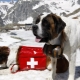 Chó cứu hộ: đa dạng về giống, tính năng huấn luyện