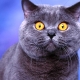 Seznam přezdívek pro britské kočky a kočky