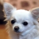 A Chihuahua népszerű beceneveinek listája