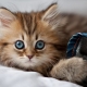 Zoznam ruských mien pre mačky a mačky