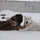 So sánh chó chăn cừu Alabaev và chó Caucasian