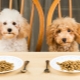 Makanan anjing kering: kelas, kriteria pemilihan dan peraturan pemakanan