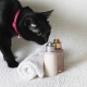 Sausas šampūnas katėms: kaip jį išsirinkti ir naudoti?