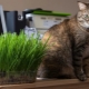 Gras voor katten: waar houden ze van en hoe kweek je het op de juiste manier?