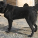 Tuvanští pastevečtí psi: popis plemene a zvláštnosti chovu psů