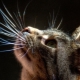 Katzenschnurrhaare: Wie heißen sie, was sind ihre Funktionen, können sie getrimmt werden?