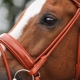 Konjske uzde: vrste i suptilnosti izbora