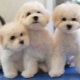 Types of haircuts for Bichon Frize