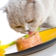 Premium wet cat food: mga sangkap, brand, mga pagpipilian