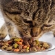 Adakah makanan kucing kering berbahaya atau tidak?