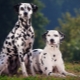 Alt hvad du behøver at vide om dalmatinere
