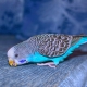 Everything you need to know about blue budgerigars