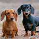 Mọi thứ bạn cần biết về dachshunds lùn