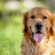 Todo lo que necesita saber sobre los perros perdigueros de oro