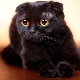 Lahat ng tungkol sa black fold cats