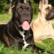 All about Cane Corso