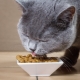Alles über Futter zur Verbesserung des Fells von Katzen und Katzen